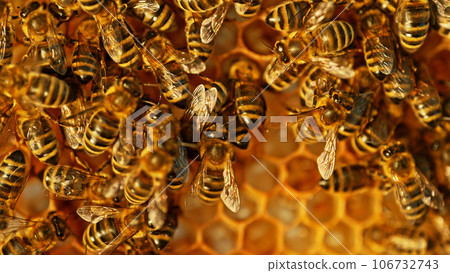 Closeup of honey bees on wax honeycomb with hexagonal cells for apiary and beekeeping concept background Closeup of honey bees on wax honeycomb with hexagonal cells for apiary and beekeeping concept background 106732743