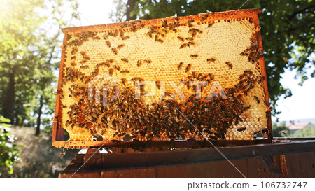 Honey bees on honeycomb in apiary in late summertime. Hexagonal cells for apiary and beekeeping concept background Honey bees on honeycomb in apiary in late summertime. Hexagonal cells for apiary and beekeeping concept background 106732747
