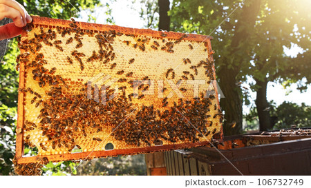 Honey bees on honeycomb in apiary in late summertime. Hexagonal cells for apiary and beekeeping concept background Honey bees on honeycomb in apiary in late summertime. Hexagonal cells for apiary and beekeeping concept background 106732749