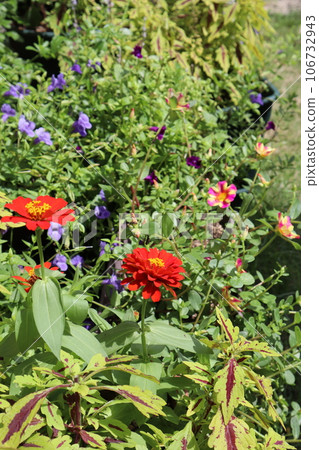 用分組的植物和花盆創建一個花壇 用分組的植物和花盆創建一個花壇 106732943