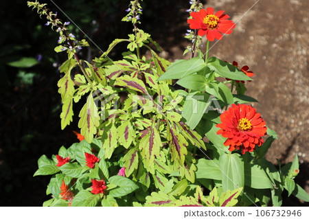 百日草、錦紫蘇、雞冠花混種 106732946