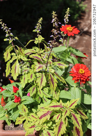 百日草、錦紫蘇、雞冠花混種 106732947