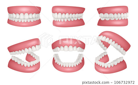 Realistic jaws. Human anatomy jaw healthy teeth collection decent vector realistic templates set Realistic jaws. Human anatomy jaw healthy teeth collection decent vector realistic templates set 106732972