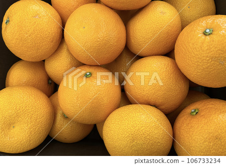 ✴︎Hassaku＊ Hassaku, Japanese citrus fruit - Stock Photo [113000730] - PIXTA
