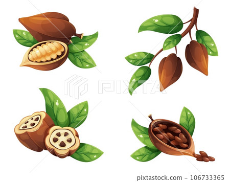 Cartoon cocoa beans. Ripe cacao pod with seed plant tree leaves, chocolate grain in leaf shell bean section farm harvest cocoas fruit for powder food, vector illustration 106733365