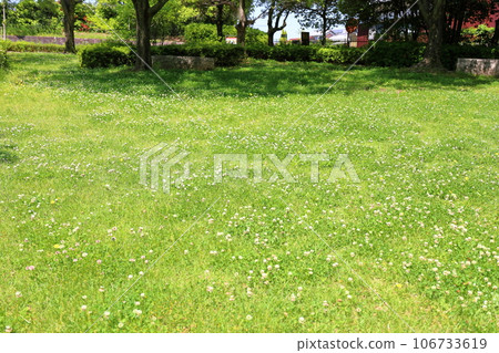 Early summer park, clumps of clover Early summer park, clumps of clover 106733619