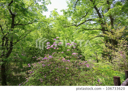 Mitsuba azalea flowers in full bloom Mitsuba azalea flowers in full bloom 106733620
