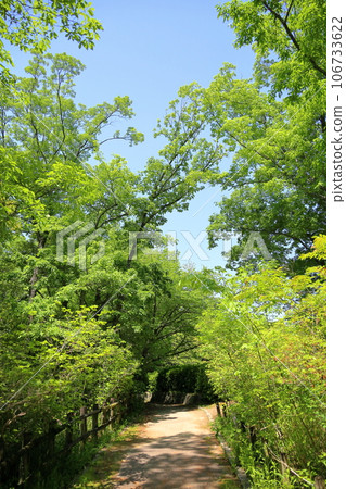 Fresh green park, Japanese oak tree Fresh green park, Japanese oak tree 106733622