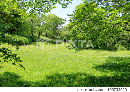 公園新綠,三葉草叢生 公園新綠,三葉草叢生 106733623
