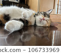 貓躺在周圍 106733969