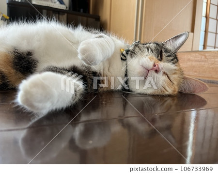 貓躺在周圍 貓躺在周圍 106733969
