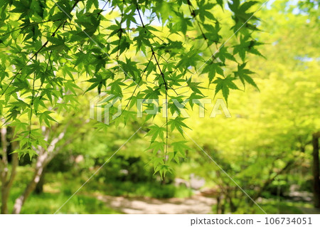 Fresh green park, blue maple Fresh green park, blue maple 106734051