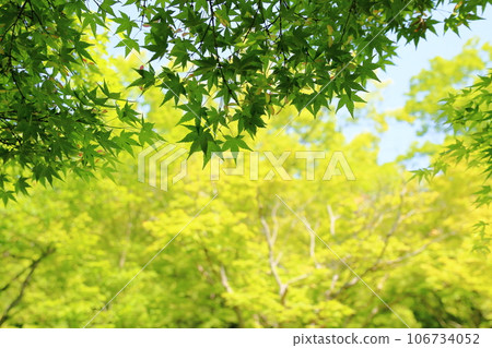 Fresh green park, blue maple Fresh green park, blue maple 106734052
