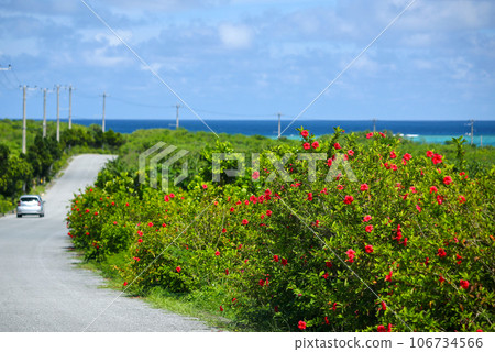 Driving along a road full of hibiscus blooms in Okinawa Driving along a road full of hibiscus blooms in Okinawa 106734566