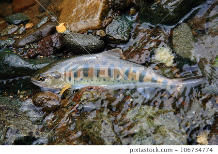 我拍攝了一條活的天然山目鱒魚，無論是顏色、光澤還是風格，形狀都很好。 106734774