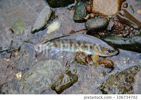 I photographed a live natural yamame trout with a good shape in terms of color, luster, and style. 106734782