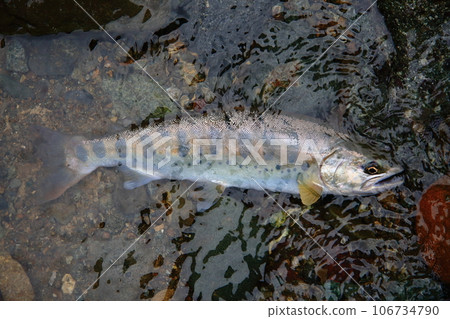 I photographed a live natural yamame trout with a good shape in terms of color, luster, and style. I photographed a live natural yamame trout with a good shape in terms of color, luster, and style. 106734790