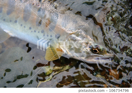 我拍攝了一條活的天然山目鱒魚，無論是顏色、光澤還是風格，形狀都很好。 106734796