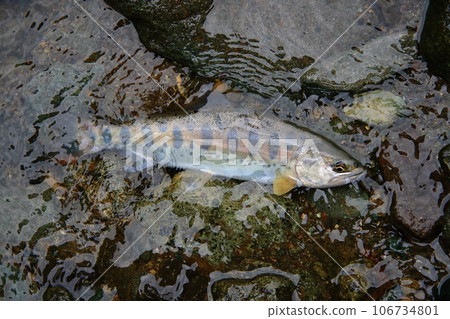 我拍攝了一條活的天然山目鱒魚，無論是顏色、光澤還是風格，形狀都很好。 106734801