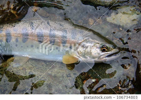 I photographed a live natural yamame trout with a good shape in terms of color, luster, and style. I photographed a live natural yamame trout with a good shape in terms of color, luster, and style. 106734803