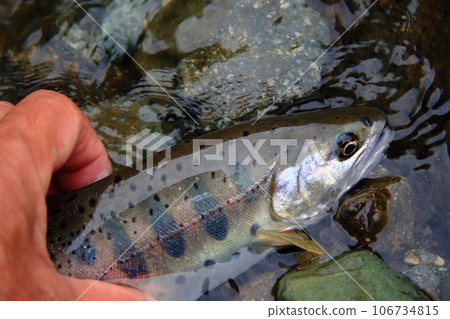 我拍攝了一條活的天然山目鱒魚，無論是顏色、光澤還是風格，形狀都很好。 106734815