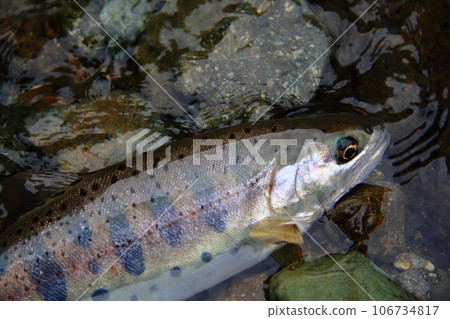 I photographed a live natural yamame trout with a good shape in terms of color, luster, and style. I photographed a live natural yamame trout with a good shape in terms of color, luster, and style. 106734817