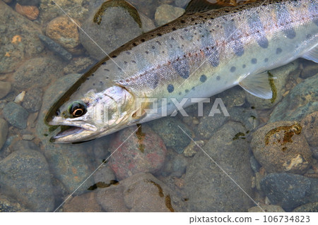 I photographed a live natural yamame trout with a good shape in terms of color, luster, and style. I photographed a live natural yamame trout with a good shape in terms of color, luster, and style. 106734823