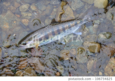 I photographed a live natural yamame trout with a good shape in terms of color, luster, and style. I photographed a live natural yamame trout with a good shape in terms of color, luster, and style. 106734825
