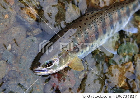 I photographed a live natural yamame trout with a good shape in terms of color, luster, and style. I photographed a live natural yamame trout with a good shape in terms of color, luster, and style. 106734827