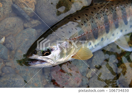 I photographed a live natural yamame trout with a good shape in terms of color, luster, and style. I photographed a live natural yamame trout with a good shape in terms of color, luster, and style. 106734830