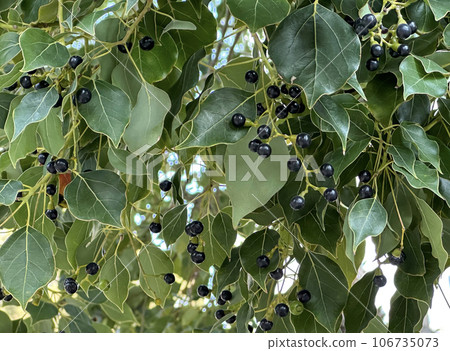 The fruits of the camphor tree (lat. - Cinnamomum camphora) 106735073