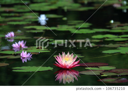 水面上綻放的美麗花朵睡蓮(高知縣三原村) 水面上綻放的美麗花朵睡蓮(高知縣三原村) 106735210