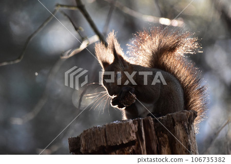 Squirrel on a sunny morning in early spring Squirrel on a sunny morning in early spring 106735382
