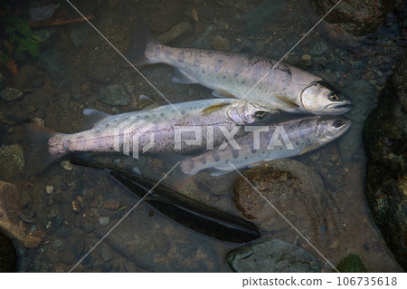 I caught a natural yamame trout with a good shape in terms of color, luster, and style. I caught a natural yamame trout with a good shape in terms of color, luster, and style. 106735618