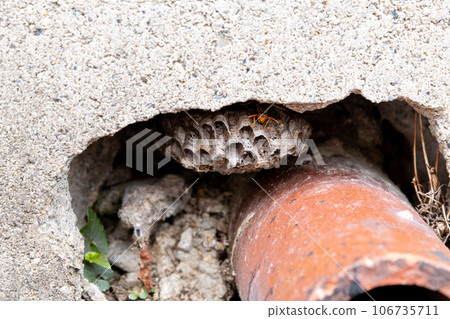 紙黃蜂在混凝土塊之間的縫隙中築巢 106735711