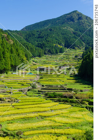 愛知縣新城市開始收割水稻的四谷千枚田稻田 106735748