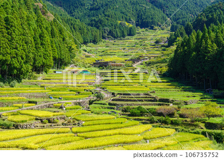 愛知縣新城市開始收割水稻的四谷千枚田稻田 106735752