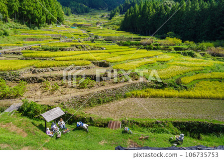 愛知縣新城市開始收割水稻的四谷千枚田稻田 愛知縣新城市開始收割水稻的四谷千枚田稻田 106735753