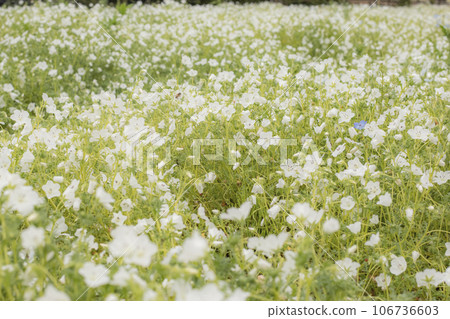 白色的花朵花園粉蝶 白色的花朵花園粉蝶 106736603