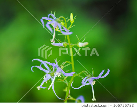 與什德沙金的風景（什德沙金） 106736788