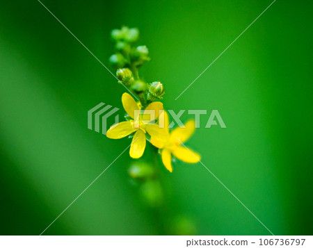 Yellow flowers of Agrimony japonica Yellow flowers of Agrimony japonica 106736797