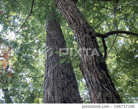 大樹 大樹 106737106