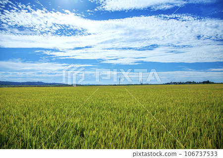 Shonai plain Shonai plain 106737533