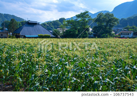 Corn field Akagi Town Tanashita Shibukawa City Corn field Akagi Town Tanashita Shibukawa City 106737543