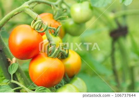 紅熟的中等大小的西紅柿 106737644