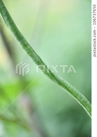 戶外種植的流豆 戶外種植的流豆 106737650