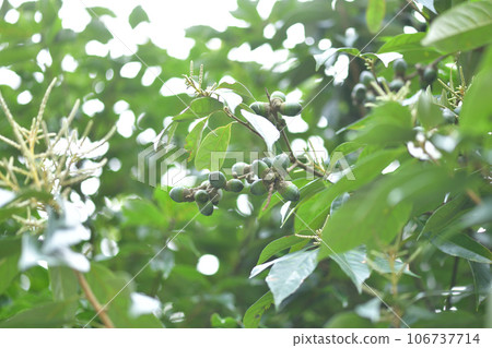 Fruit of Lithocarpus glaber 106737714