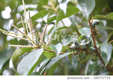 Shirikukagashi的果實 106737716