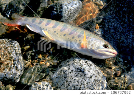 A natural amago with white skin, beautiful body shape, perma marks, and red spots. 106737992