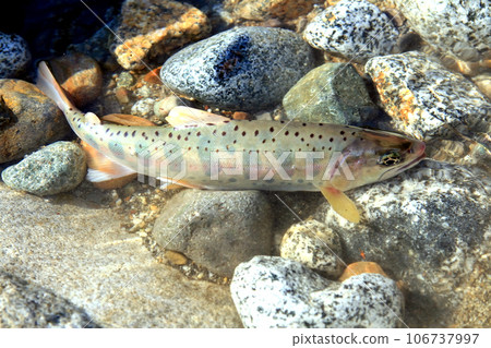 A natural amago with white skin, beautiful body shape, perma marks, and red spots. A natural amago with white skin, beautiful body shape, perma marks, and red spots. 106737997
